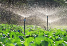 A Importância da Água para a Agricultura: Reflexão no Dia Mundial da Água A agricultura é uma das atividades que mais depende da água, já que grande parte dos cultivos exige irrigação adequada