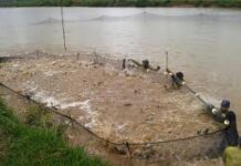 Tecnologia e Sustentabilidade na Piscicultura: Destaques do Festival de Peixes O Festival Peixe da Amazônia é uma grande oportunidade para divulgar nossa cultura e mostrar a qualidade do nosso pescado para todo o Brasil