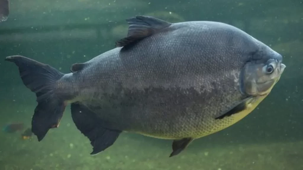 Sustentabilidade da pesca e da piscicultura, estarão no centro das atividades promovidas por instituições de ensino