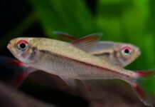 ÚLTIMO DIA – Encerramento do Festival Peixes da Amazônia é hoje, dia 21 O festival tem força para crescer ainda mais, valorizando os peixes amazônicos