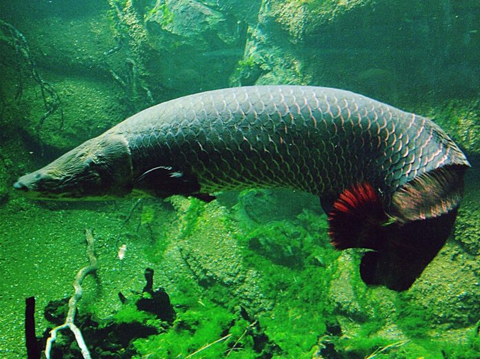 O debate trará detalhes sobre a pesca de espécies emblemáticas da Amazônia