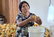 Com dois anos de safra interrompida, cacau silvestre renasce na Reserva Chico Mendes