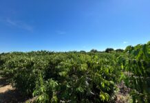 Porto Velho celebra o Dia Nacional do Café valorizando agricultores que fazem parte do desenvolvimento rural
