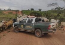 Notificações do IBAMA colocam setor produtivo de Rondônia em alerta