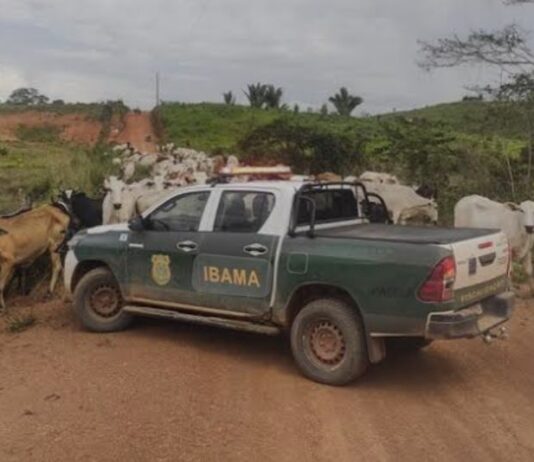Notificações do IBAMA colocam setor produtivo de Rondônia em alerta