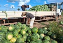 Mais de 136 toneladas de alimentos são transportados pela Prefeitura em apoio aos produtores rurais de Porto Velho