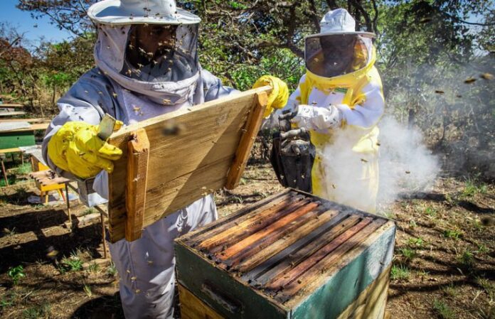 Até o momento, 115 apicultores encontram-se cadastrados, distribuídos em 187 propriedades