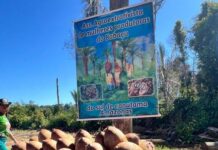 Sul de Canutama realiza o 1º Festival do Derivado do Babaçu no dia 10 de agosto Recentemente, uma comitiva de agricultores familiares levou uma exposição dos produtos derivados do babaçu à Assembleia Legislativa de Manaus