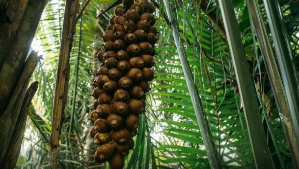 Queremos que toda a população participe, conheça nossos produtos e apoie as famílias que trabalham com essa riqueza natural