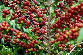 Produza Mais com Menos: O Poder do Calcário no Solo