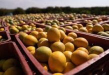 Tarifa americana pode gerar prejuízo de até R$ 4,3 bilhões ao setor de suco de laranja