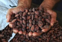 Com mais R$ 55 milhões anunciados, ações do Fundo Amazônia em Rondônia já somam 178 milhões