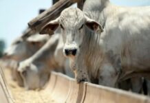 Rondônia consolida rebanho de 17 Milhões de bovinos em declaração sanitária 2025