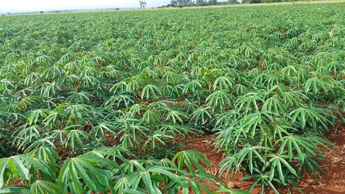Do plantio à torração, agricultora mostra a realidade por trás da farinha que chega à cidade
