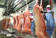 Carne suína perde força no início de 2026: consumo menor e preços em leve queda marcam o setor