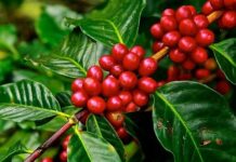 Café tem safra incerta com impactos climáticos Chuvas beneficiam café arábica, mas geram preocupação nas lavouras de robusta