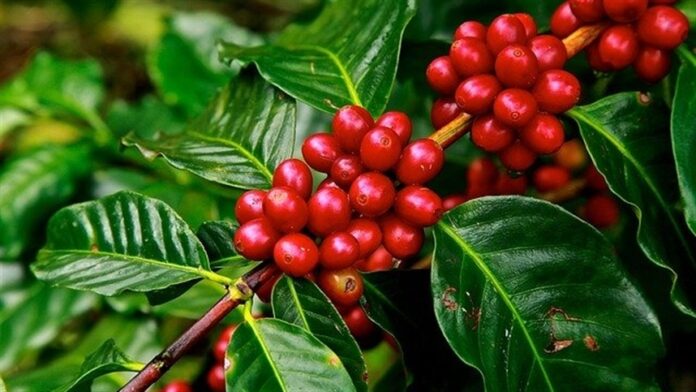 Chuvas beneficiam café arábica, mas geram preocupação nas lavouras de robusta