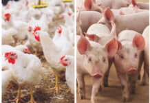 Custos de produção do frango de corte caem em 2025, enquanto suínos registram alta