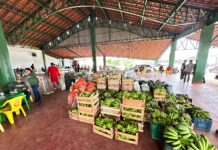 Porto Velho reforça o campo: 2ª entrega do PAA Estadual e Conab reúne agricultores familiares na Emater 2ª entrega do PAA e Conab em Porto Velho garante renda e alimento do campo à mesa