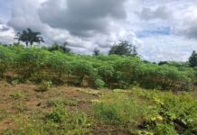 Agricultora de Porto Velho transforma a roça em sustento e vende toda a produção pela internet Pequena propriedade, grande produção: a rotina de uma agricultora no campo