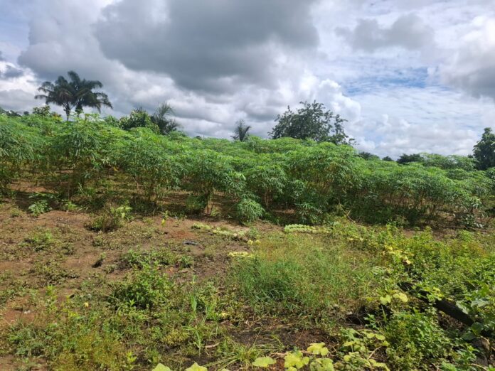 Pequena propriedade, grande produção: a rotina de uma agricultora no campo