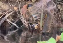 Pescador entra em igarapé considerado um dos mais perigosos da Amazônia e expõe risco e encontro com sucuris gigantes