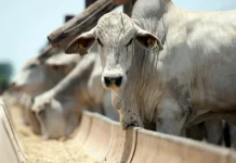 Rondônia registra recorde no abate de bovinos e se consolida como potência na produção de carne
