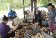 Da roça à mesa: agricultora relata dois anos de trabalho para produzir farinha no ramal da BR-319 União familiar, dois anos de cultivo e muito trabalho marcam a produção artesanal de farinha no campo