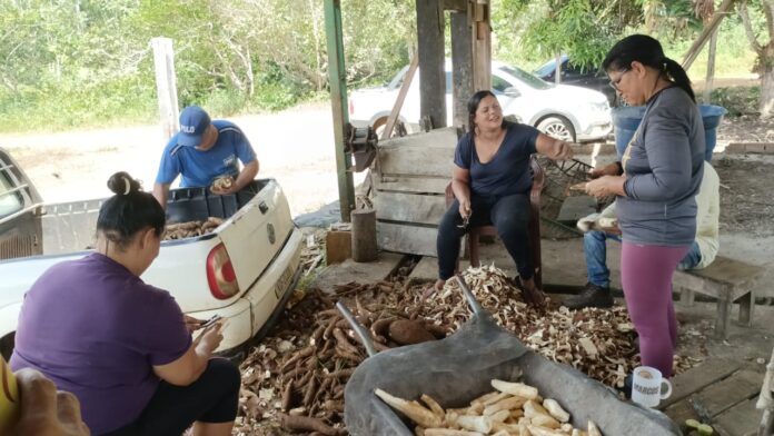 União familiar, dois anos de cultivo e muito trabalho marcam a produção artesanal de farinha no campo