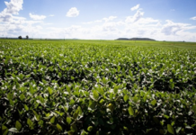 Rondônia amplia área de soja na safra 2025/2026, mas início irregular exige cautela