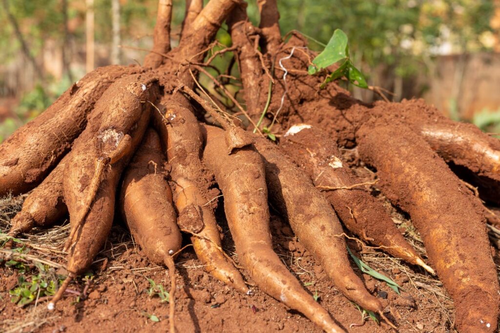 Trabalho duro no campo garante a farinha artesanal que abastece a mesa do consumidor urbano