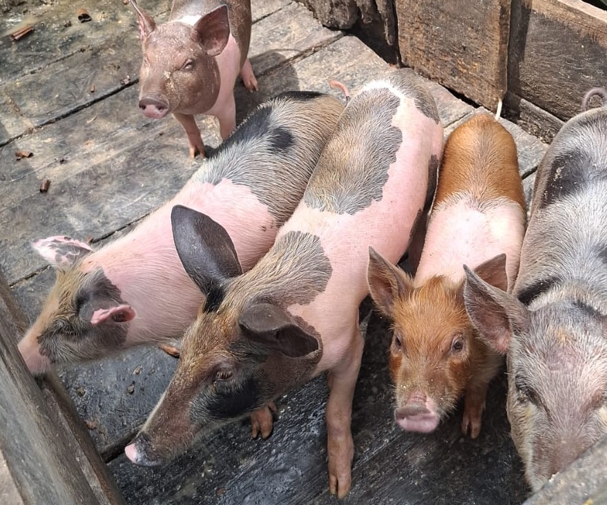 Entre a roça e as entregas: a história de quem vive e acredita no campo