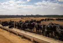Com salto de 13,1%, agro lidera alta da atividade e sustenta PIB de 2025