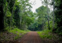 Floresta em pé vira negócio, projeto de carbono Rio Madeira mostra como preservação gera renda no Agronegócio