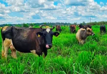 Reunião em 20 de fevereiro marca reativação da Câmara Setorial do Leite em Rondônia O encontro vai oficializar a ativação da Câmara Setorial do Leite, espaço de diálogo entre o governo e representantes do setor produtivo
