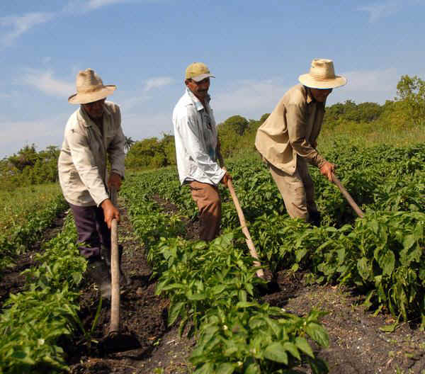 O agro que move Rondônia, diversidade, interdependência e um alerta