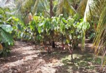Brasil apresenta na Europa estudo que comprova viabilidade do cacau agroflorestal Consórcio de plantação de cacau com coco em Petrolina (PE) — Foto: Carolina Mainardes/Globo Rural