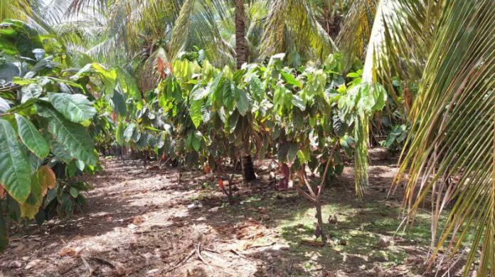 Consórcio de plantação de cacau com coco em Petrolina (PE) — Foto: Carolina Mainardes/Globo Rural