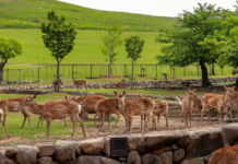 Exotismo no campo: saiba como criar cervos Os cervos usam seus chifres, principalmente como instrumento de combate, mas, todos os anos o descartam, quando ocorre a renovação — Foto: Aflo Images/Canva