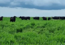 Nova genética faz produção de leite triplicar média do MT: R$ 23 mil por hectare