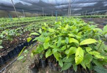 Porto Velho prepara entrega de mudas de cacau para agricultores familiares A secretaria implantou uma estufa de cerca de 750 metros quadrados e promoveu ajustes no acesso interno da área
