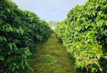 Goiás é o estado com melhor produtividade de café por hectare do Brasil