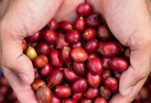 Qualidade do grão garante ao Acre convite para feira internacional de café na Itália Acre ganha destaque no cenário internacional do café com convite para feira na Itália, consolidando a qualidade dos grãos e abrindo novas portas para exportação.