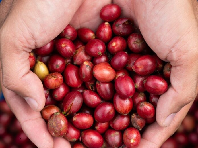 Acre ganha destaque no cenário internacional do café com convite para feira na Itália, consolidando a qualidade dos grãos e abrindo novas portas para exportação.