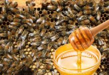 Produção de mel mais que dobra e setor ganha impulso com “fábrica de enxames” Direto da colmeia: o valor do mel produzido com sustentabilidade