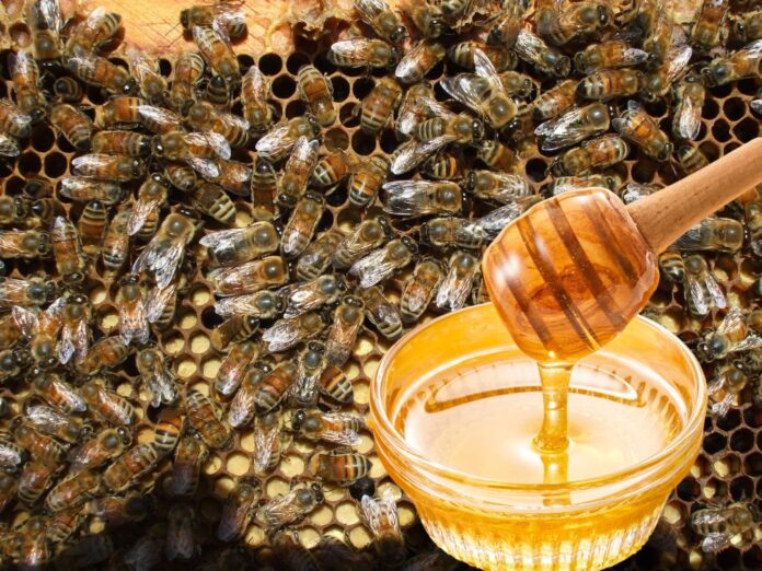 Direto da colmeia: o valor do mel produzido com sustentabilidade