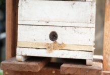 Capacitação fortalece meliponicultura de PVH