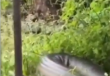 Sucuri gigante é encontrada em frente a residência e assusta moradores em Barcarena, no Pará