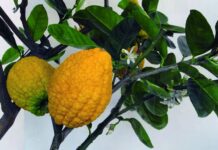 Afeto que vende: saiba como plantar cidra Plantio pode ser realizado mesmo em locais com pouco espaço — Foto: Reprodução