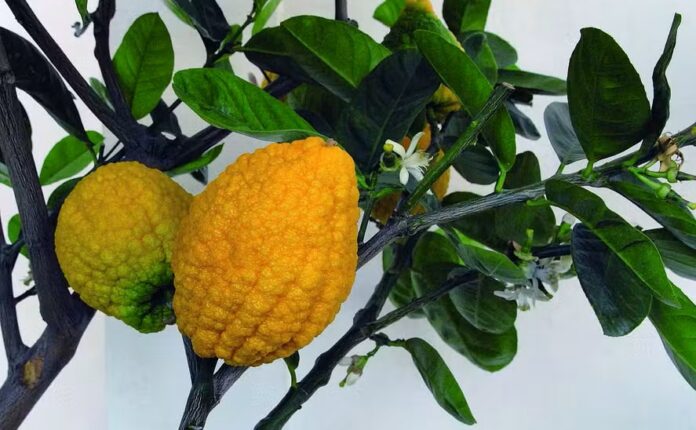 Plantio pode ser realizado mesmo em locais com pouco espaço — Foto: Reprodução